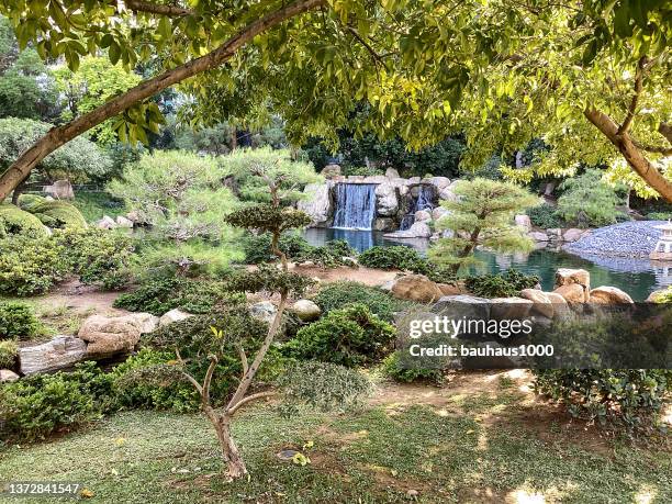 city park, japanese stroll garden, phoenix, arizona - bamboo bonsai stock pictures, royalty-free photos & images