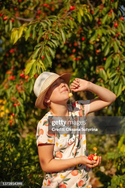a cute smiling girl in a hat stands near a tree with a large crop of cherries and playfully enjoys eating cherries, a handful of which is in her hands in the garden during the summer day - berry picker stock pictures, royalty-free photos & images