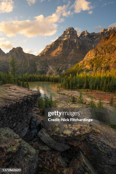 sunset light striking mt huber above the opabin plateau, yoho national park, british columbia, canada - yoho national park bildbanksfoton och bilder