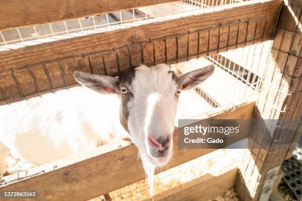 Goat looks out from a pen at Lemos Farm in Half Moon Bay, California, January 22, 2022. Photo courtesy Sftm.