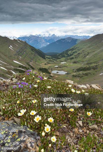 white mountain avens and a hanging valley from the mt allen-mt collembola col, bow valley wildland provincial park, alberta, canada - collembola stock pictures, royalty-free photos & images