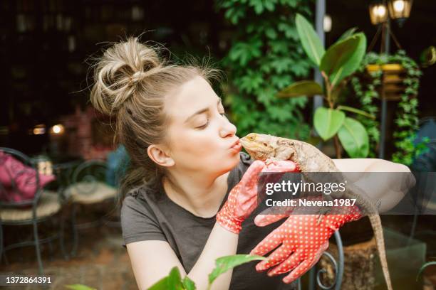 amor de réptil - bearded dragon - fotografias e filmes do acervo