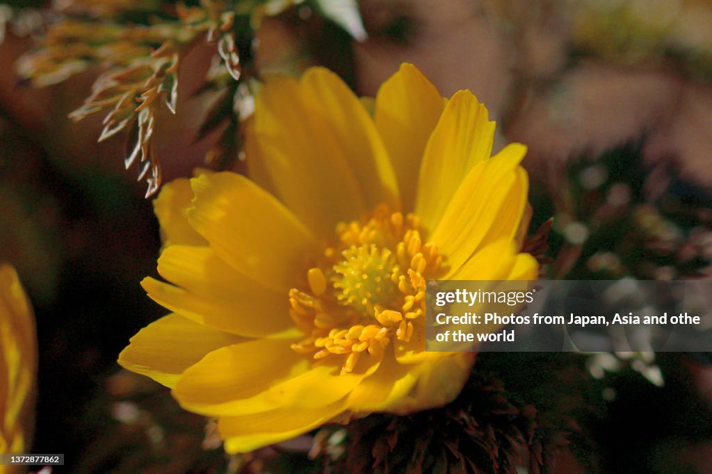 Adonis amurensis / Amur adonis / Pheasant’s eye