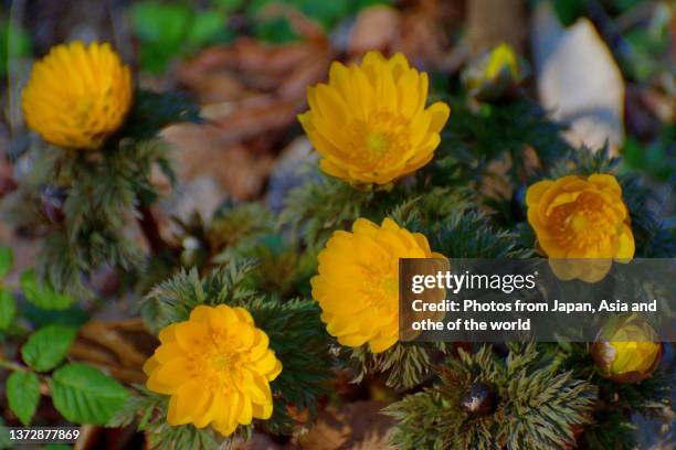 adonis amurensis / amur adonis / pheasant’s eye - yellow pheasants eye stock pictures, royalty-free photos & images