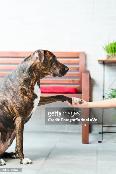 dog giving the paw on pet love gesture - woman training fotografías e imágenes de stock