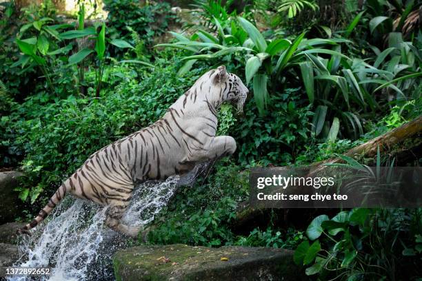 the leaping splash white tiger - white tiger jumping stock pictures, royalty-free photos & images