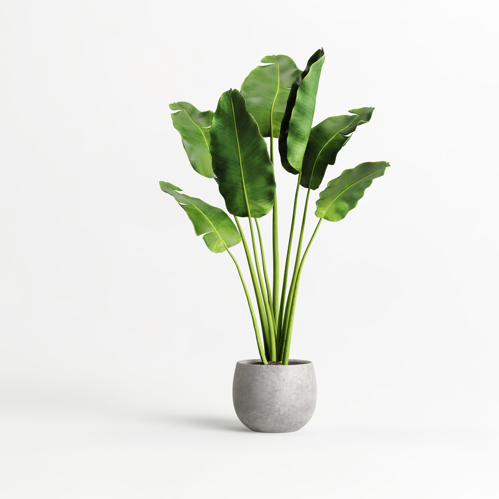 indoor plant design