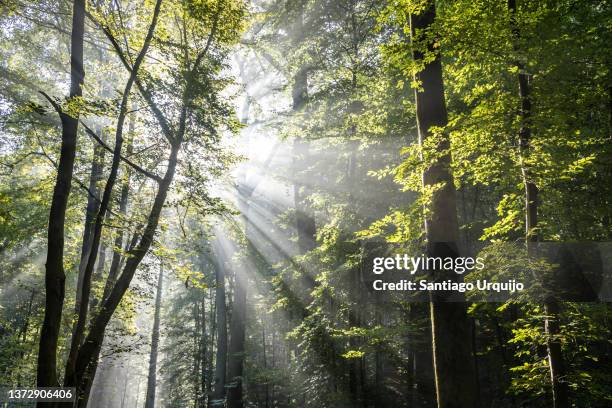 sunbeams piercing a beech forest - wald sonnenstrahlen stock-fotos und bilder