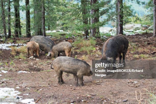 feral domestic pig (sus scrofa), corsica, france - domestic pig stock pictures, royalty-free photos & images