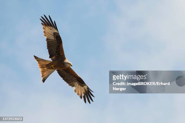 red kite (milvus milvus) in flight, corsica, france - kite bird stock pictures, royalty-free photos & images