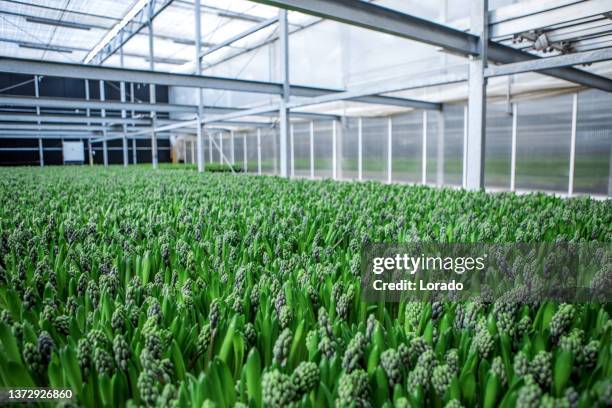 el interior de un invernadero de jacinto en funcionamiento en los países bajos - blue flower fotografías e imágenes de stock