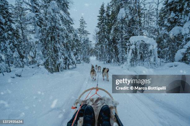 personal perspective of person dog sledding in lapland - huskies stock-fotos und bilder