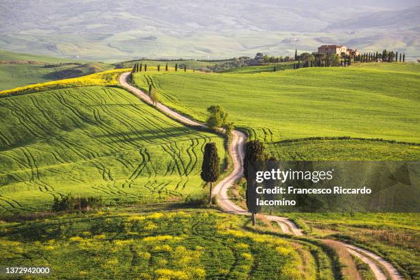 tuscany, springtime in the afternoon. path, green rolling hills and cypress trees - tuscany villa stock-fotos und bilder