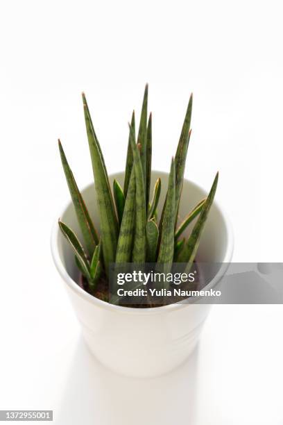 sansevieria cylindrica in a pot on white background. - brown snake stock pictures, royalty-free photos & images