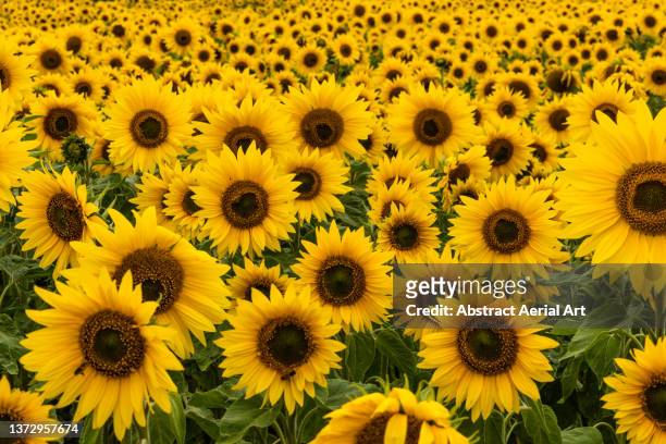 sunflowers in full bloom seen from close up, england, united kingdom - sunflowers stock-fotos und bilder