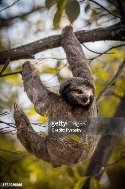 a preguiça de três dedos se move através das árvores. - preservação da fauna selvagem - fotografias e filmes do acervo