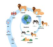Biological organization and ecosystem flat vector illustration isolated.