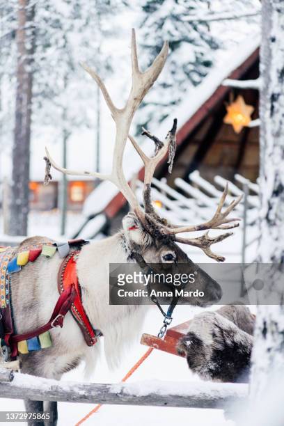 decorated reindeers in a snowy landscape. - rovaniemi stock pictures, royalty-free photos & images