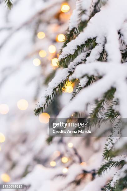 close up image of christmas lights on a snowy christmas tree - månad bildbanksfoton och bilder