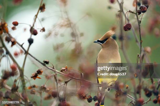 sitzender zedernseidenschwanz-singvogel - seidenschwanz vogelart stock-fotos und bilder