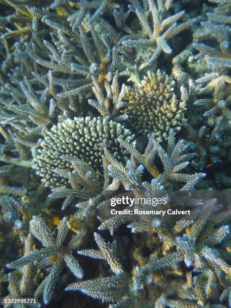 acropora coral rejuvenated in 2022, komandoo, maldives. - acropora sp stock pictures, royalty-free photos & images