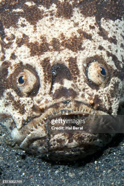 whitemargin stargazer close-up - stargazer fish stock pictures, royalty-free photos & images