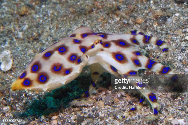 greater blue-ringed octopus - blue ringed octopus stock pictures, royalty-free photos & images