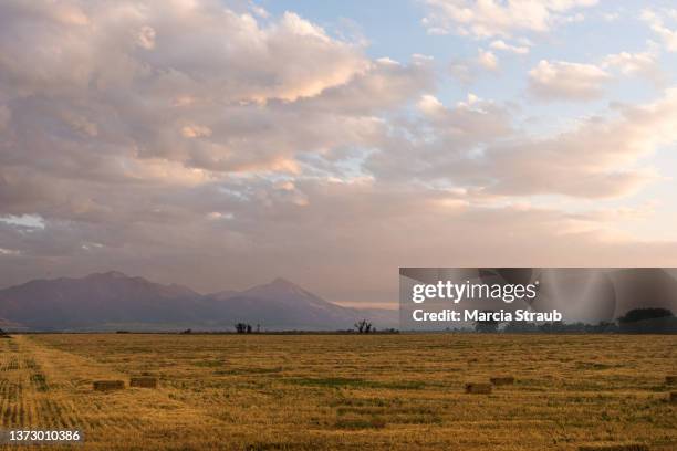 hay field at sunset in western usa - montana western usa foto e immagini stock