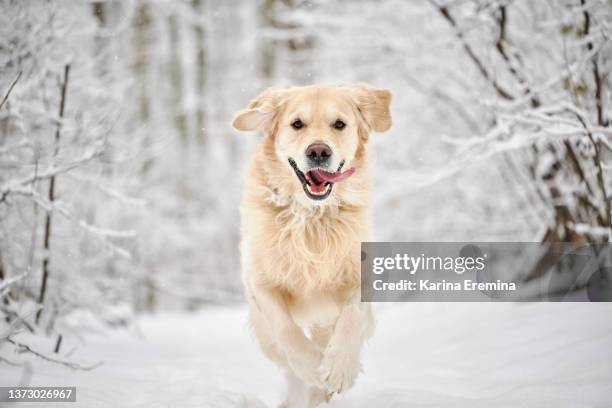 golden-retriever - golden retriever bildbanksfoton och bilder