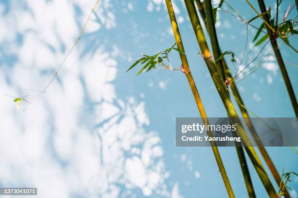 bamboo forest - folha de bambu - fotografias e filmes do acervo