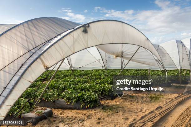 strawberry greenhouses around donana national park - parque nacional de donana stock pictures, royalty-free photos & images