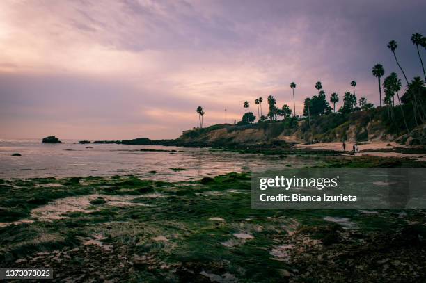 a pink sunset at laguna beach - laguna beach stock-fotos und bilder