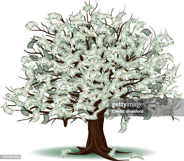 Indian Money Tree Images