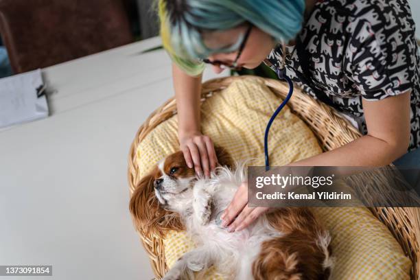 female veterinarian having a check up on a dog - pet equipment stock pictures, royalty-free photos & images