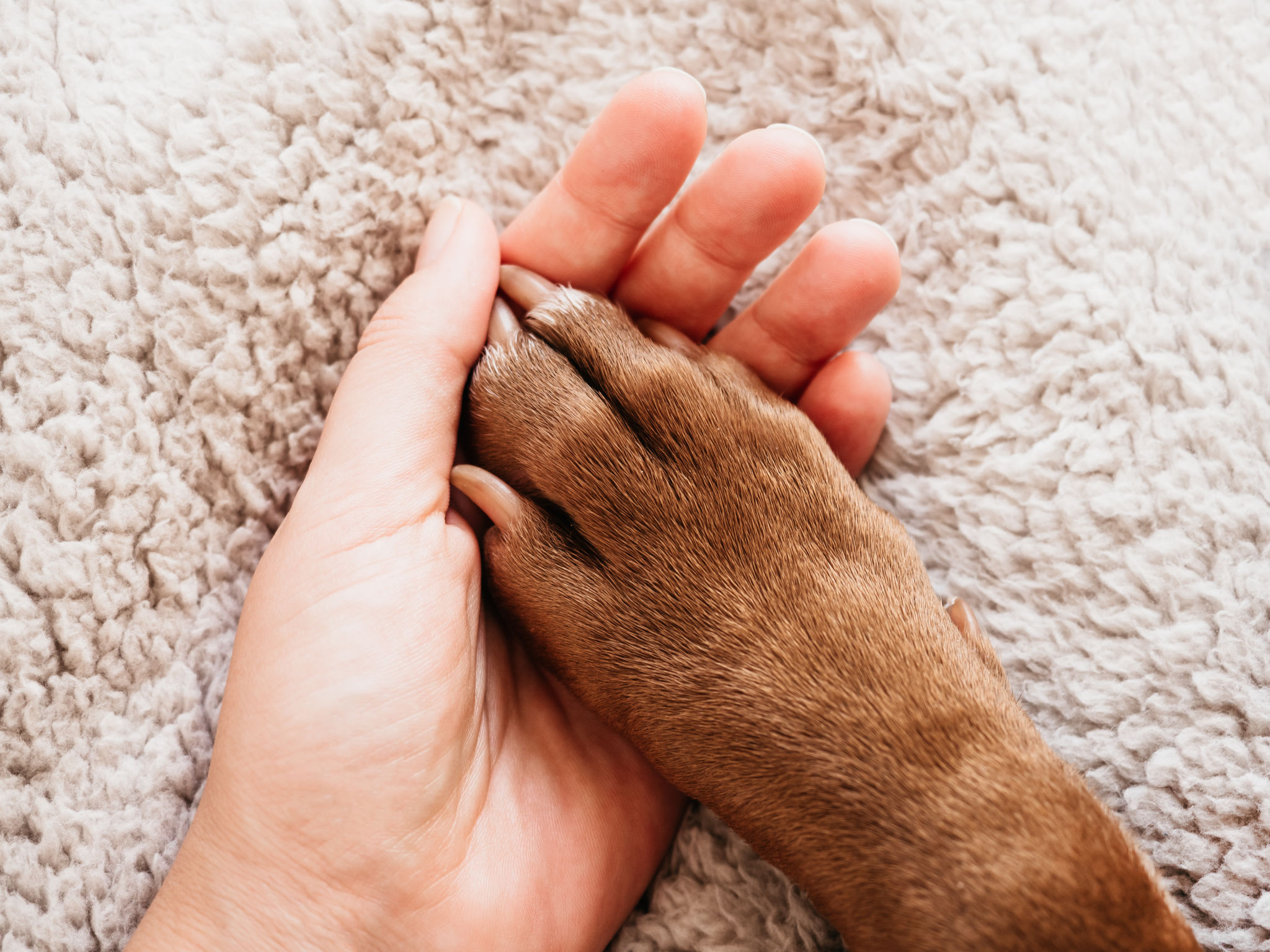 dog joint care