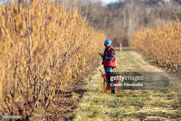 female farmer adding chicken manure pellets to soil ground - farmer fertilizer stock pictures, royalty-free photos & images