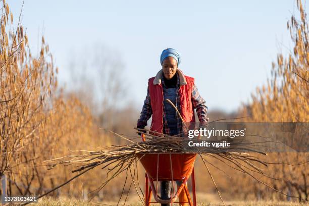 young woman pushing wheelbarrow full of branches - african farming tools stock pictures, royalty-free photos & images