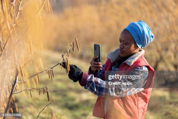 female farmer is photographing progress in her orchard - precision agriculture stock pictures, royalty-free photos & images