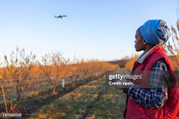 female farmer navigating drone above hazelnut orchard - smart farming stock pictures, royalty-free photos & images