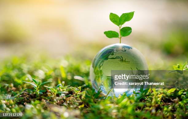 concept save the world save environment the world is in the grass of the green bokeh background - earth day globe stock pictures, royalty-free photos & images