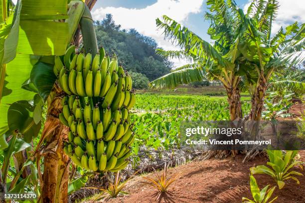 rurutu island - bananenplant stockfoto's en -beelden