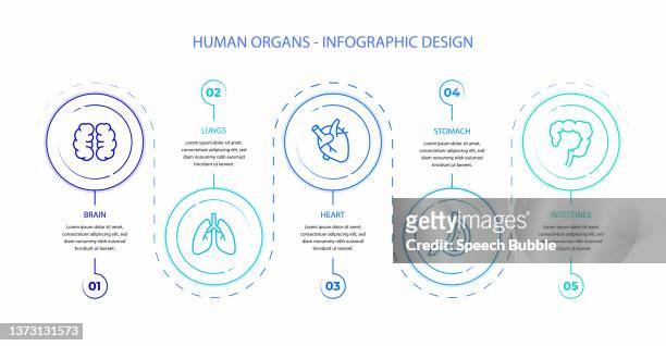 human organs infographic stock illustration. - abdomen diagram stock illustrations