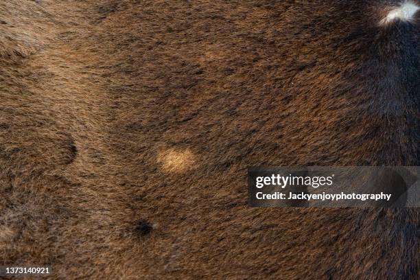 woolen background - tiger rug stock pictures, royalty-free photos & images