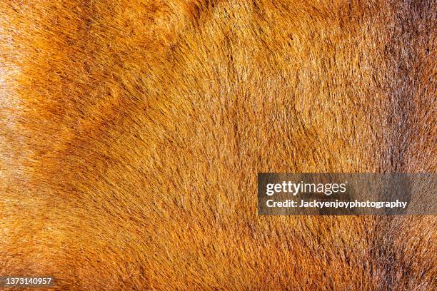 woolen background - hairy asian stock pictures, royalty-free photos & images