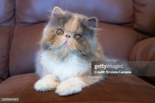 calico cat sitting on a brown couch - persian stock-fotos und bilder