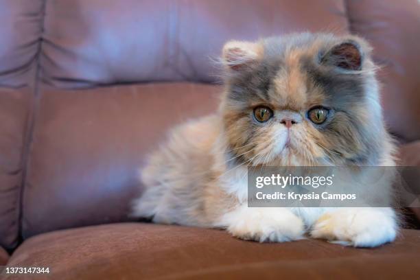 Calico C White Calico Cat Photos and Premium High Res Pictures - Getty Images
