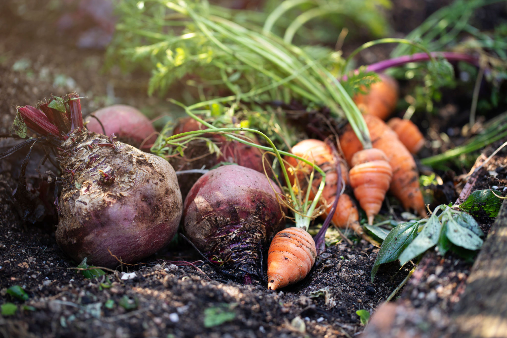 fall harvest garden