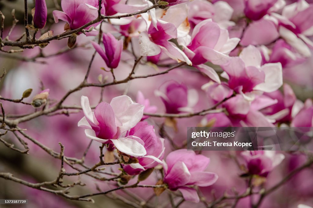 Close up of Hot Pink Tulip Tree Or Saucer Magnolia Blossoms