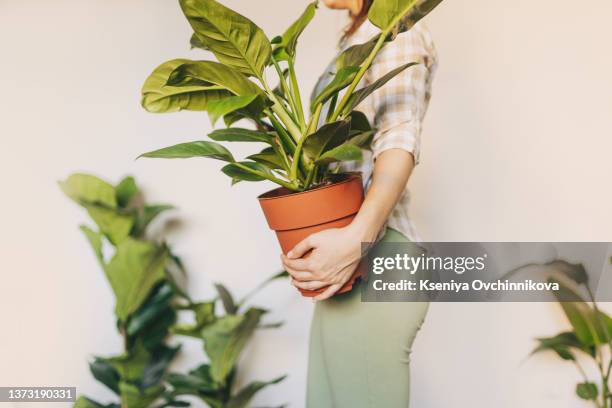 woman gardener in a linen dress holding and hiding behind caladium houseplant with large white leaves and green veins in clay pot. love for plants. indoor gardening - caladium fotografías e imágenes de stock