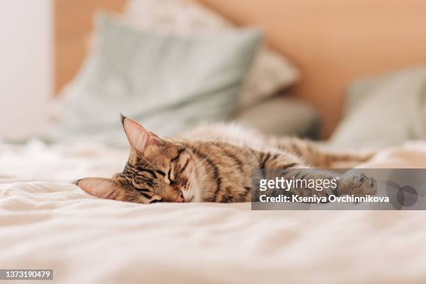 tabby cat lying on bed - feline fotografías e imágenes de stock